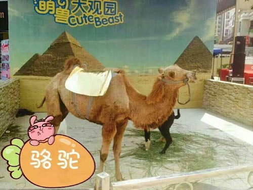 天津骆驼动物租赁