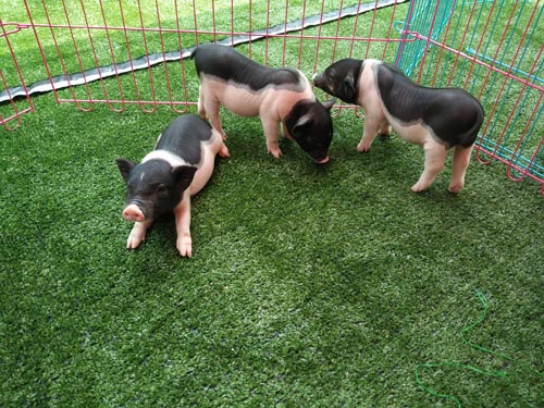 北京小香猪动物出租