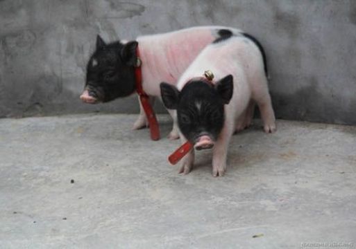 青岛小香猪动物租赁