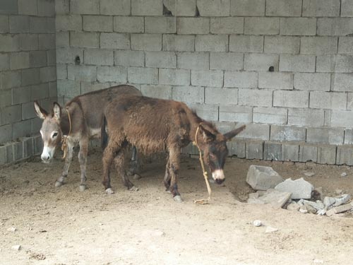 山东宠物驴动物租赁