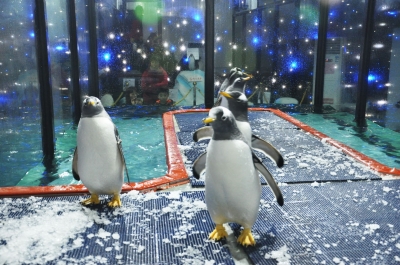 青岛企鹅表演出租