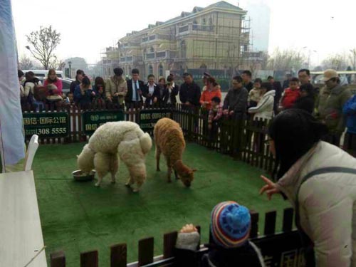 北京羊驼出租