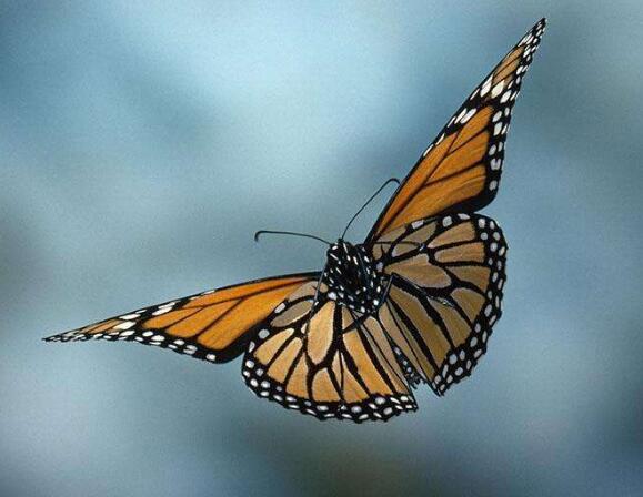 蝴蝶如何辨别方向 动物租赁知识