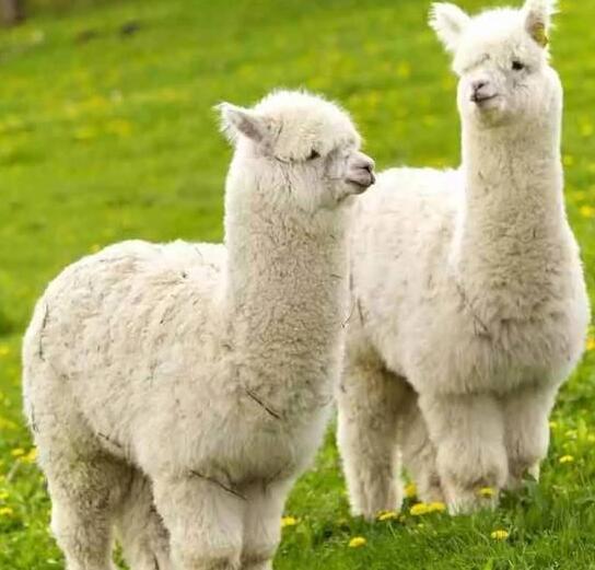 幼羊驼动物租赁如何管理和培育