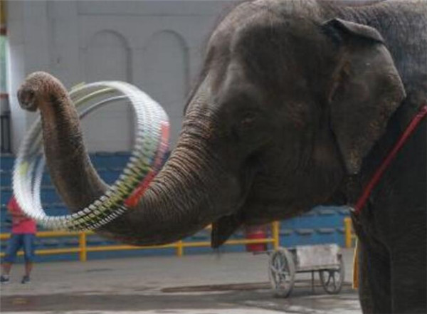 马戏团表演的大象从小就要训练吗