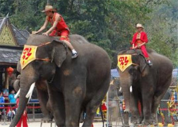 马戏团表演的大象从小就要训练吗