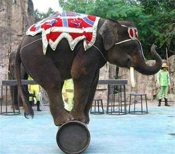 马戏团大象表演的节目有哪些