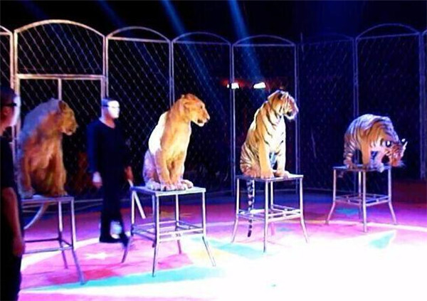 马戏团表演中有老虎狮子为什么没有狼