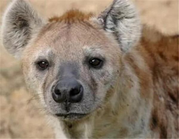非洲鬣狗为什么对人类友好 野狗vs鬣狗谁厉害