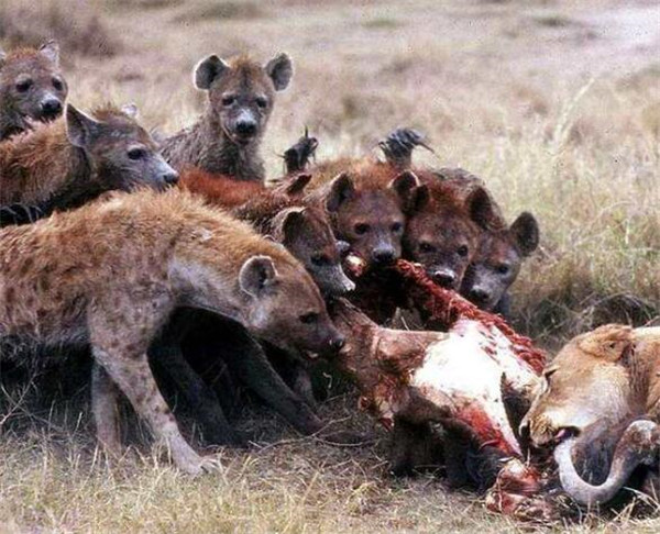 非洲鬣狗为什么对人类友好 野狗vs鬣狗谁厉害