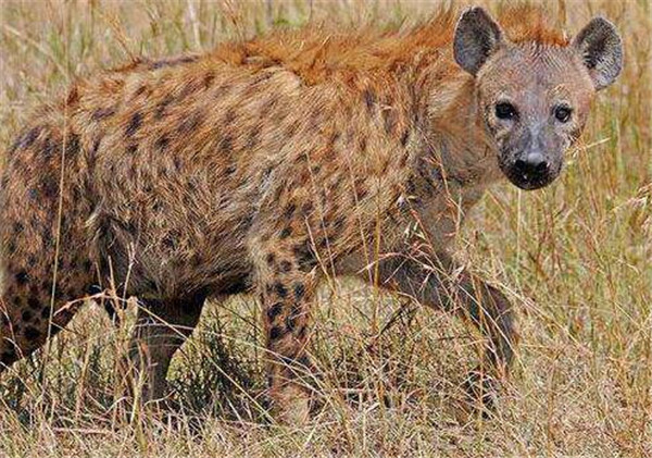 巨鬣狗有多大 盘点已经灭绝的凶猛动物