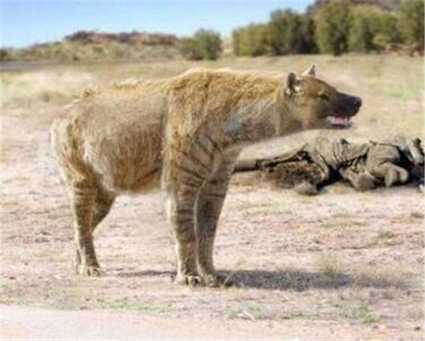 巨鬣狗有多大 盘点已经灭绝的凶猛动物