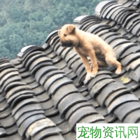狗戳了个马蜂窝，回家误会了主人的举动，逃到屋顶，却下不来！  