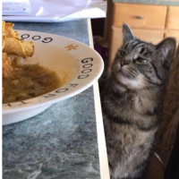 主人把食物拿出来自己享用，却没有给猫吃。他真的这么做了。