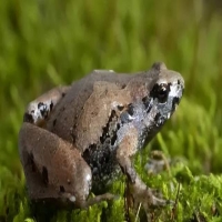 安徽发现了一种新的青蛙，你以前见过吗？物种分类不仅仅是根据外貌。