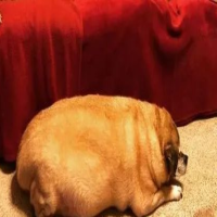 胖狗被医生断言活不过两个月。减肥成功后，她们惊艳到所有人！