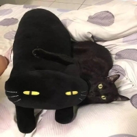 我给黑猫买了一个黑猫娃娃。黑猫很喜欢，脸上写满了喜悦！