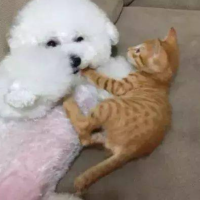 网友捡到一只小橘猫，刚好和狗在一起。半年后发生了什么？