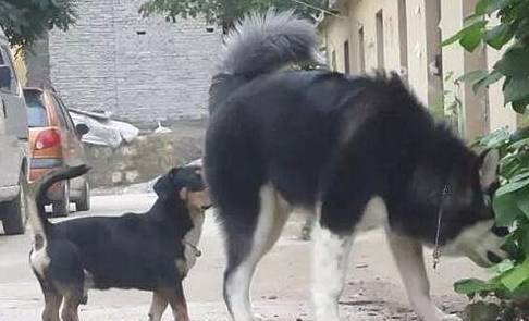 狗见面时会闻到对方的屁股