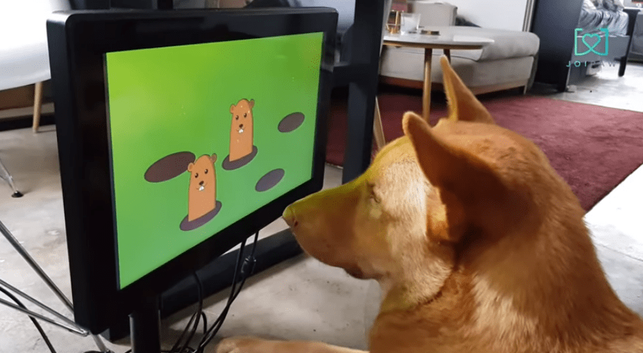 研究表明电子游戏对老犬健康有益1
