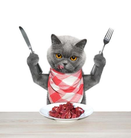 猫能吃牛肉吗(猫能吃牛肉吗，煮熟的)