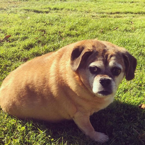 胖狗被医生断言活不过两个月。减肥成功后，她们惊艳到所有人！