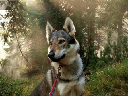 一只小捷克猎狼犬多少钱？