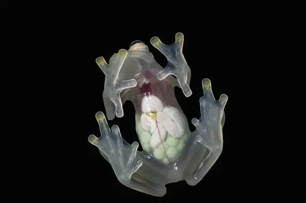 一只雌性玻璃蛙站在玻璃上