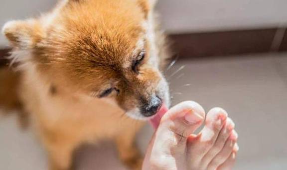 狗狗舔你的手和脚，可能就向你预示了这些东西！