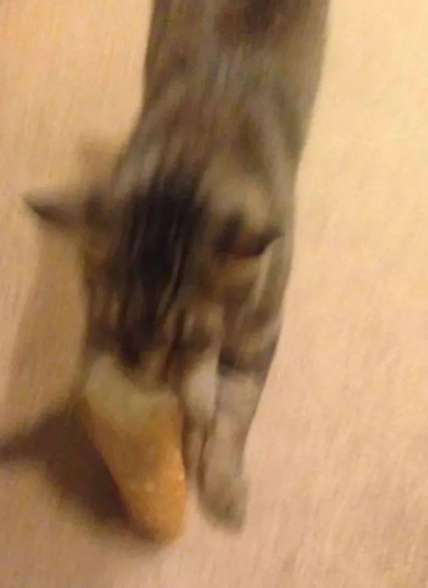 猫猫偷食物