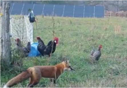 狐狸潜入鸡舍偷鸡，鸡毛漫天飞舞。农夫生气了，关上门放狗！