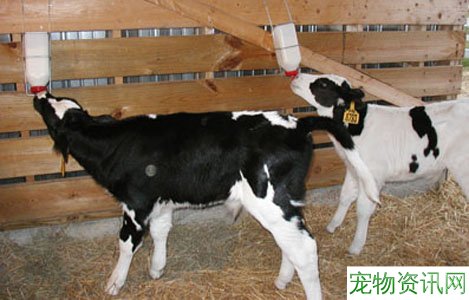 克隆技术在良种奶牛选育中取得新突破