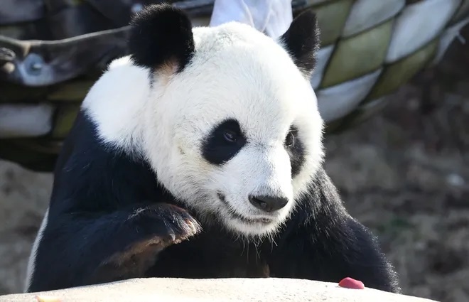 25岁大熊猫“乐乐”在美国离世，死因未定！ 原计划今年回国
