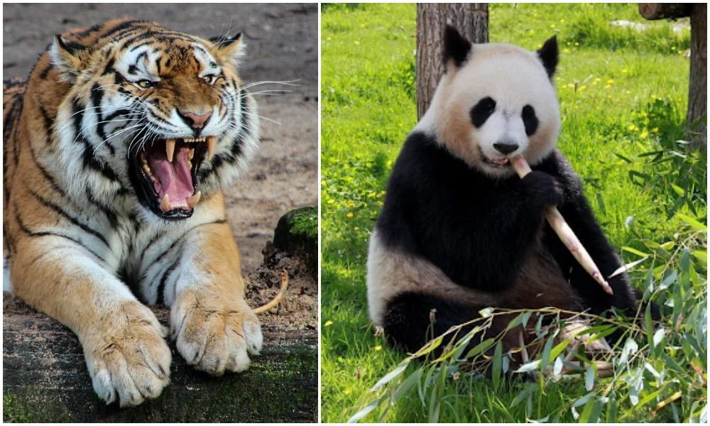 为何虎宁可饿肚子也不愿意吃熊猫？专家学者：看一下熊猫的老祖先的名称 