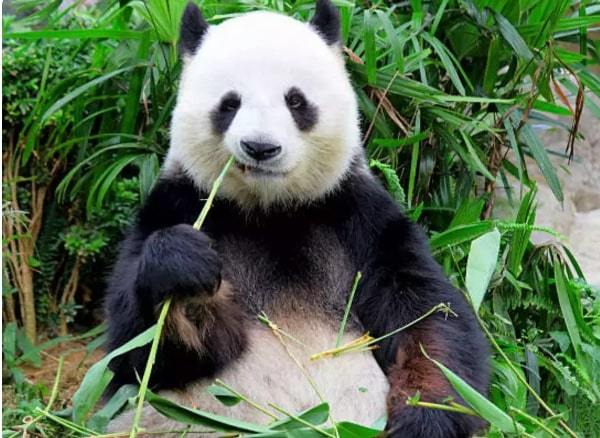 为何虎宁可饿肚子也不愿意吃熊猫？专家学者：看一下熊猫的老祖先的名称 