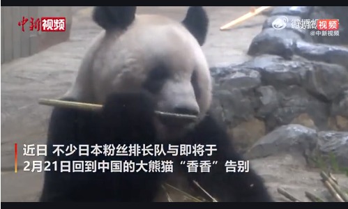 大熊猫香香将要归国，日本游客排长队告别 