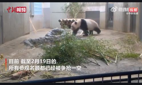 大熊猫香香将要归国，日本游客排长队告别 